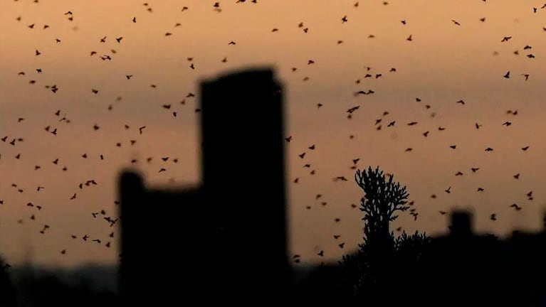 Hormigas voladoras en el cielo de Córdoba: por qué tienen alas y qué hacían