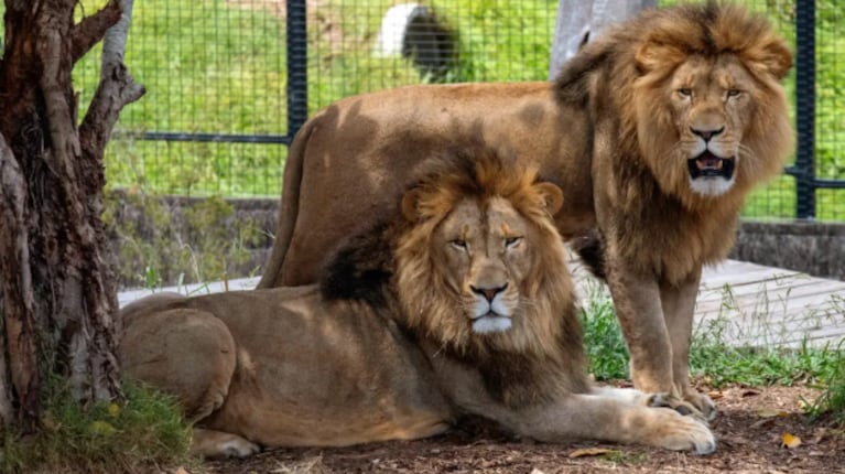 Horror: 7 leones atacaron y devoraron a un cuidador de zoológico con 30 años de experiencia