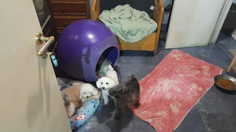 Horror en un criadero ilegal de la Ciudad de Buenos Aires.