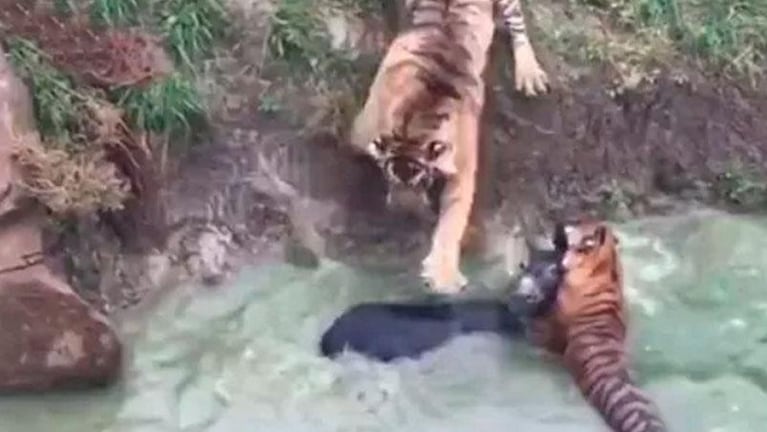 Horror en un zoo: tiraron un burro vivo a los tigres hambrientos