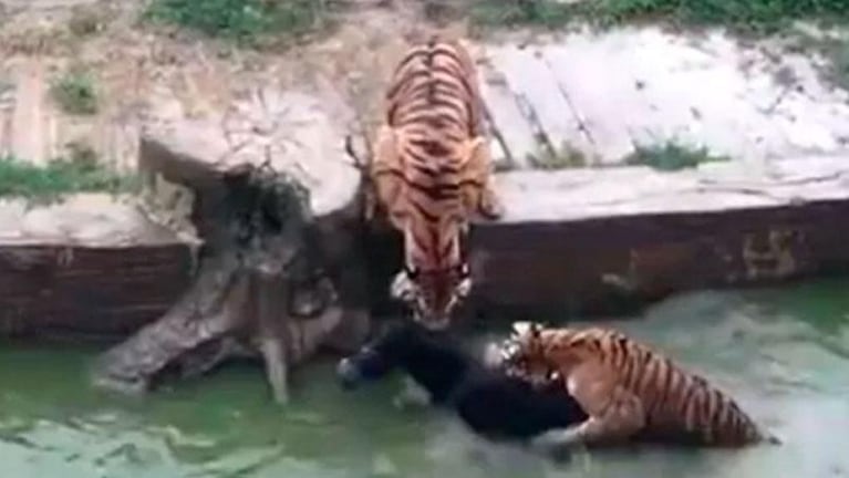 Horror en un zoo: tiraron un burro vivo a los tigres hambrientos