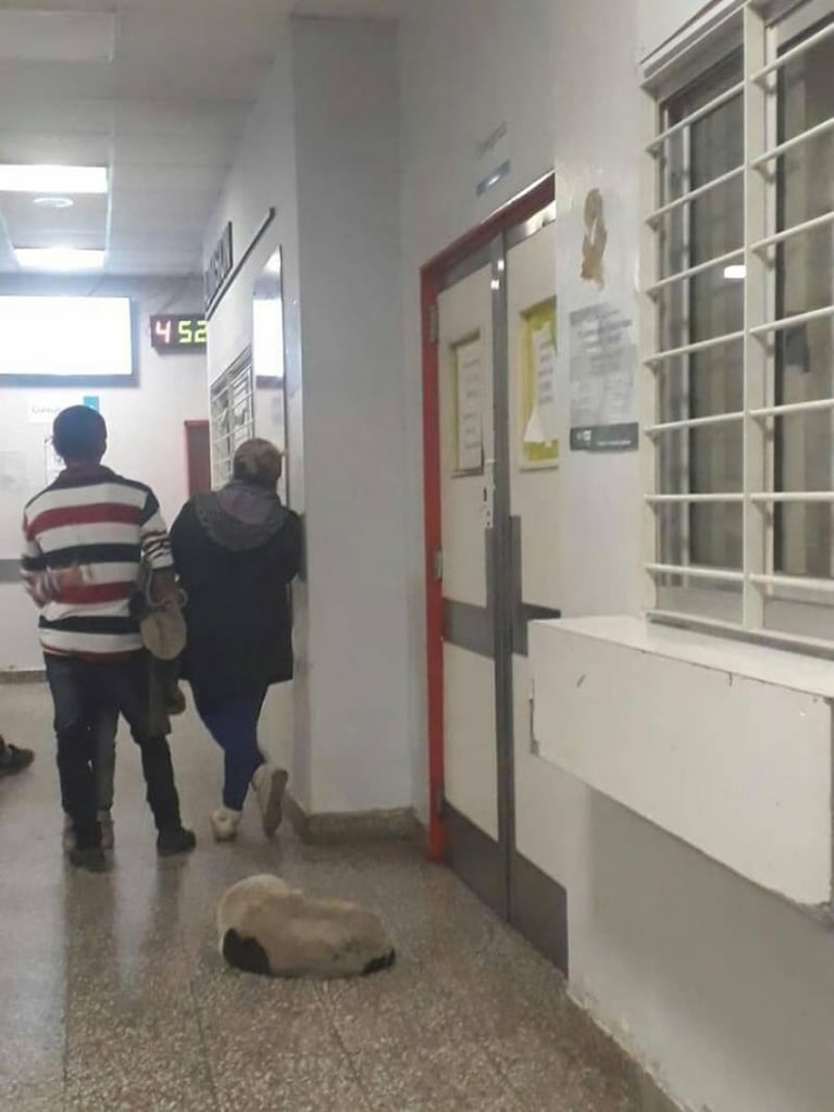 Hospital de Niños: denuncian que hay perros y cucarachas en la guardia y salas 