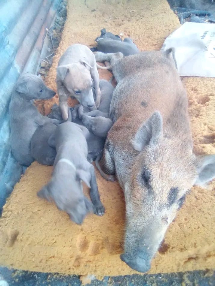 El cerdo salvaje que se cree perro y se perdió en La Pampa