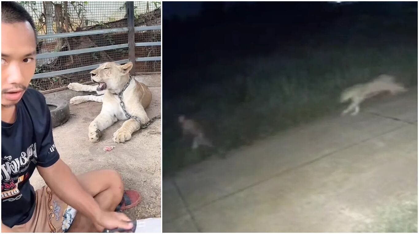 Terror en Tailandia: un cachorro de león se escapó de una casa y atacó a un nene de 11 años
