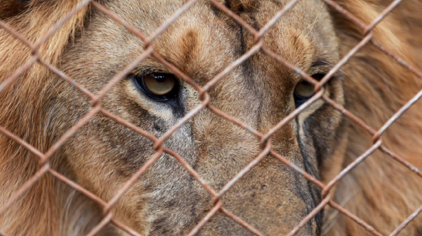 Tres leones devoraron al cuidador de un zoológico en Uzbekistán