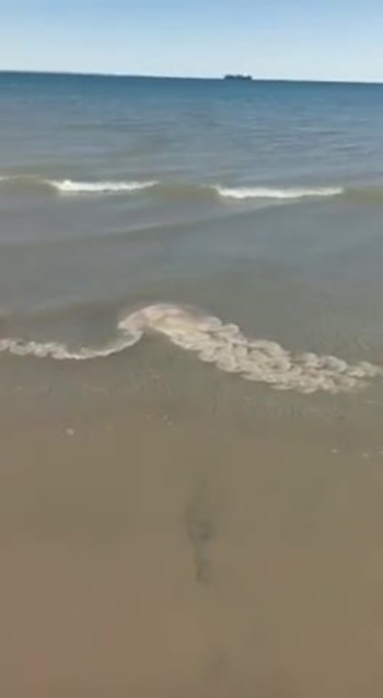 Medusas gigantes en Puerto  Madryn