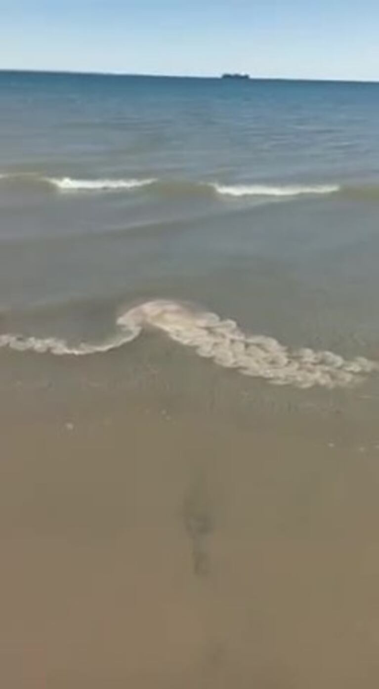 Medusas gigantes en Puerto  Madryn