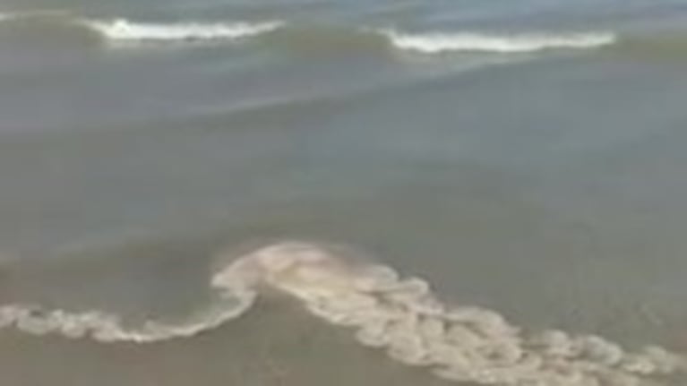 Medusas gigantes en Puerto Madryn