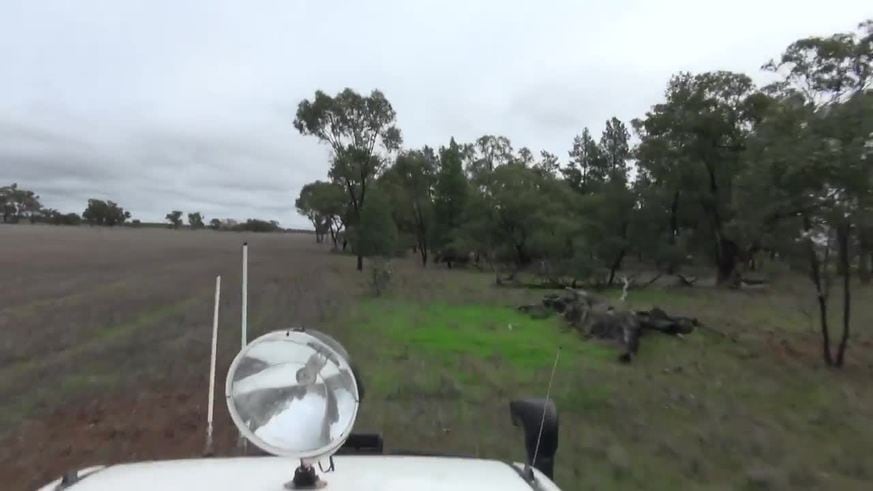 Boxeó con un canguro para salvar a su perro