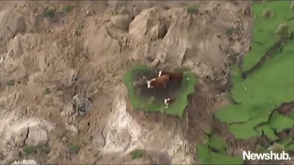 Tres vacas quedaron atrapadas por el terremoto