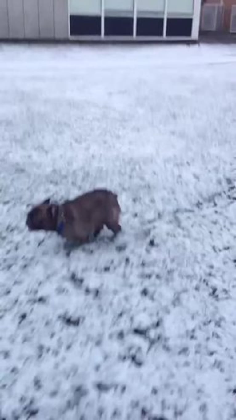 El divertido culipatín de un bulldog francés en la nieve