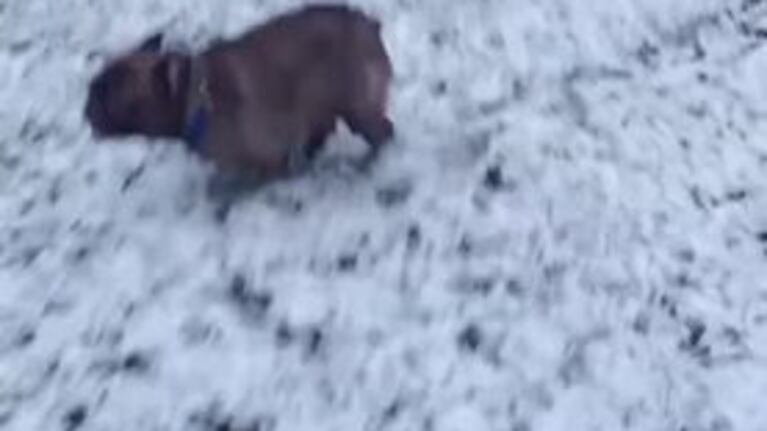 El divertido culipatín de un bulldog francés en la nieve