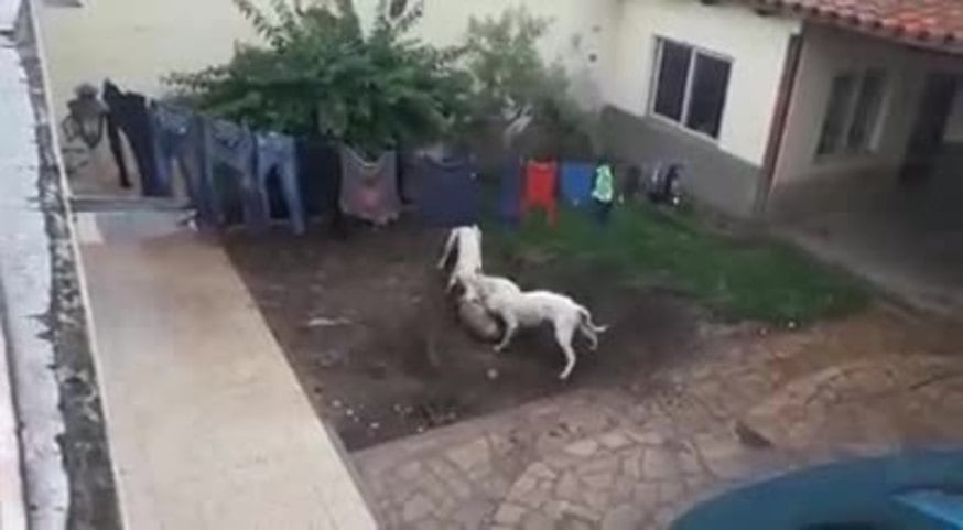 Tremenda pelea de dogos en el patio de una casa