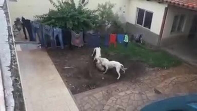 Tremenda pelea de dogos en el patio de una casa