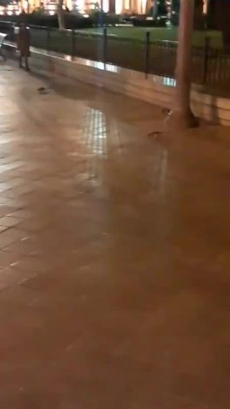 Las ratas paseando tranquilas por la plaza San Martín
