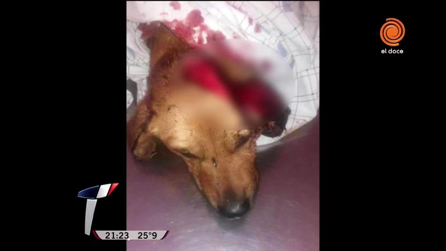 El dolor de los dueños del perro atacado en Río Ceballos