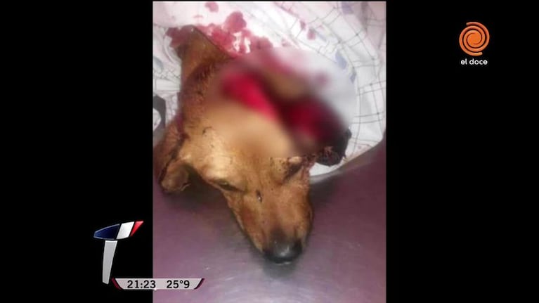 El dolor de los dueños del perro atacado en Río Ceballos