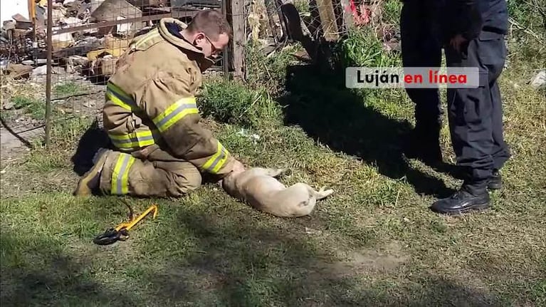 Emotivo rescate de un perrito en un incendio