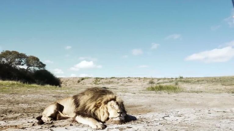 El león que se vengó de dos cazadores