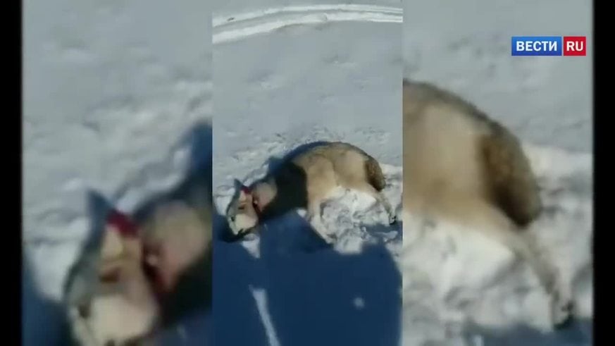 Un lobo disimuló su muerte para vengarse del cazador