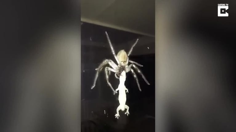 Una araña gigante se come a un lagarto
