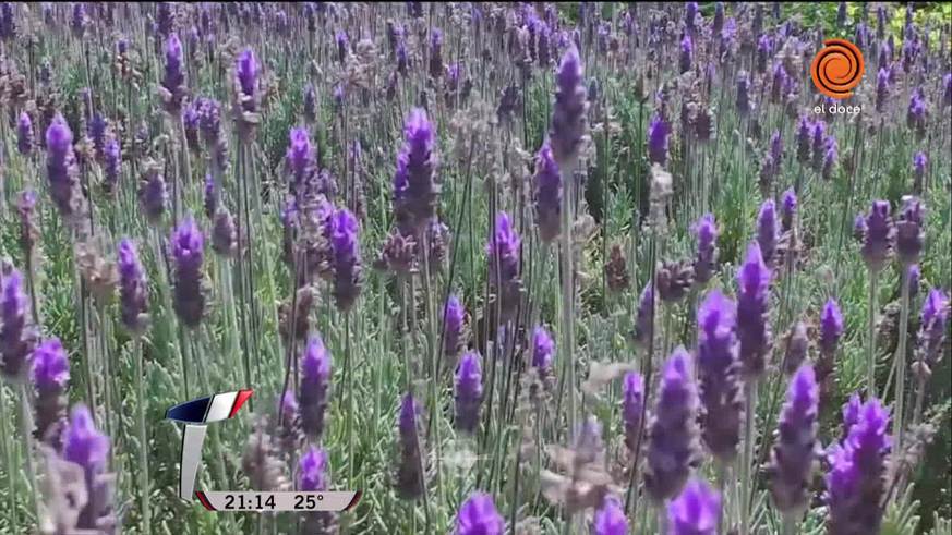 Mirada Telenoche: "La fábrica de mariposas"