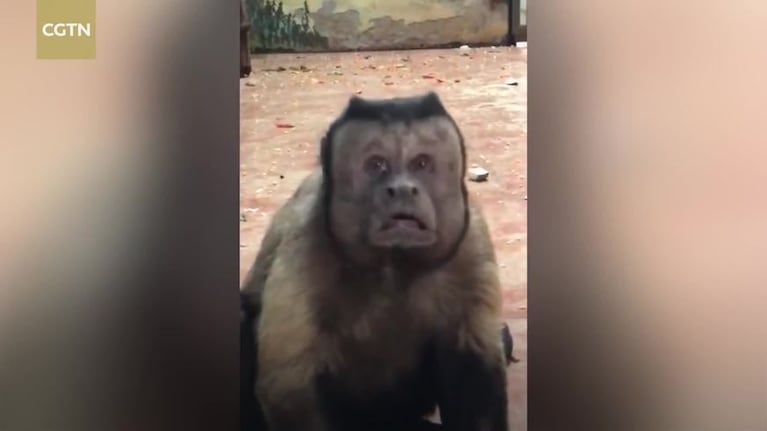 El mono "asustado" en China