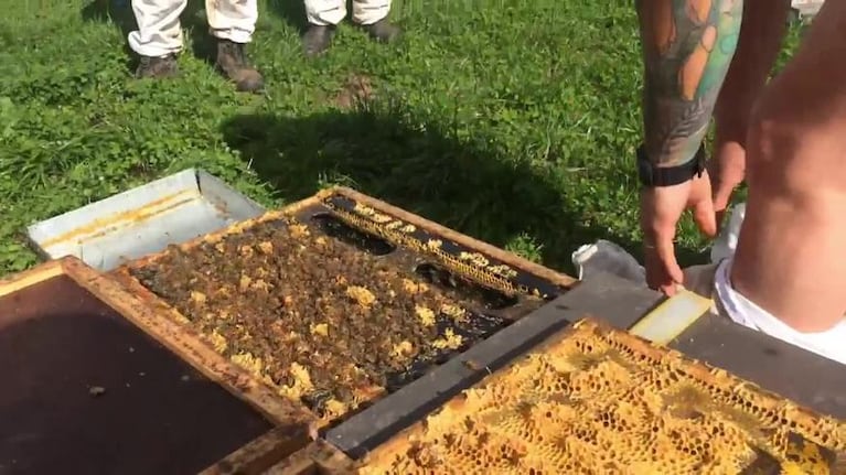 Apostó a sentarse sobre un panal repleto de abejas