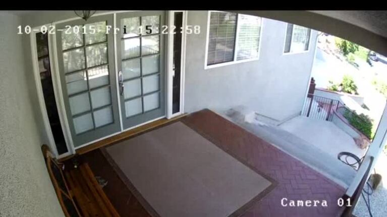¡Qué valiente! El bulldog que espanta a tres osos