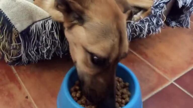 La historia de Barila, una perra maltratada