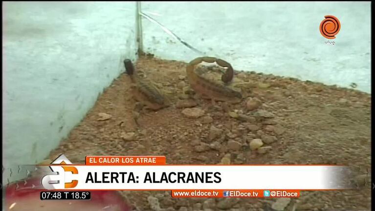 Alacranes al acecho: más de 40 consultas por día en Córdoba