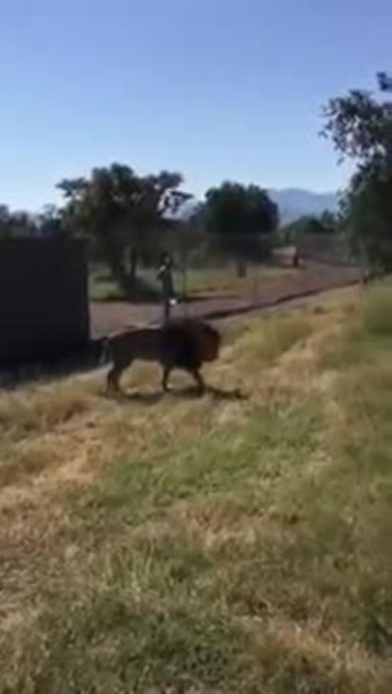 Un león atacó a un hombre adelante de unos turistas