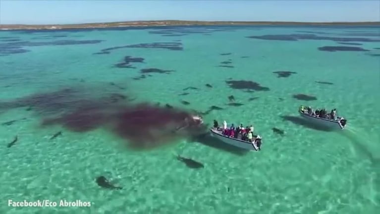 70 tiburones se comieron una ballena