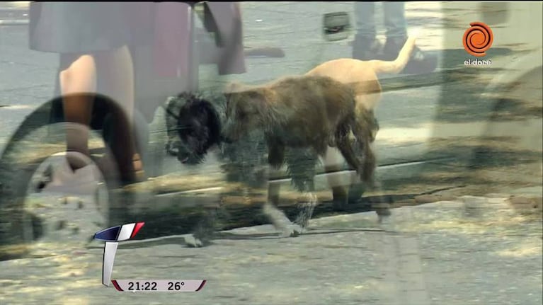 "Perros de la calle", el informe de Mirada Telenoche