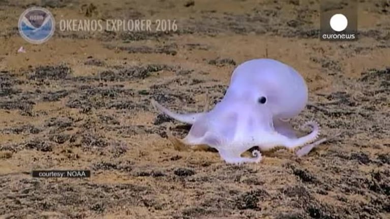 Apareció un pulpo fantasma