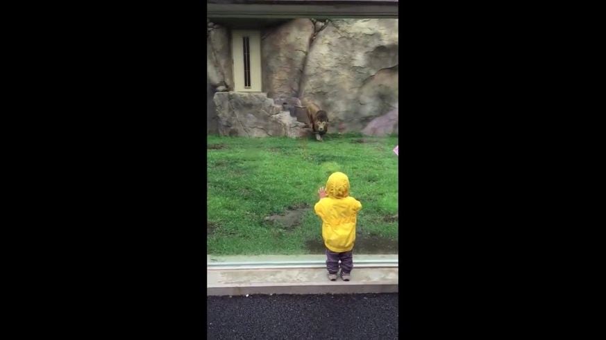 Un niño se salvó de ser atacado por un león