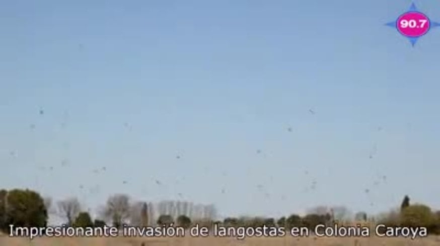 La plaga de langostas en Colonia Caroya