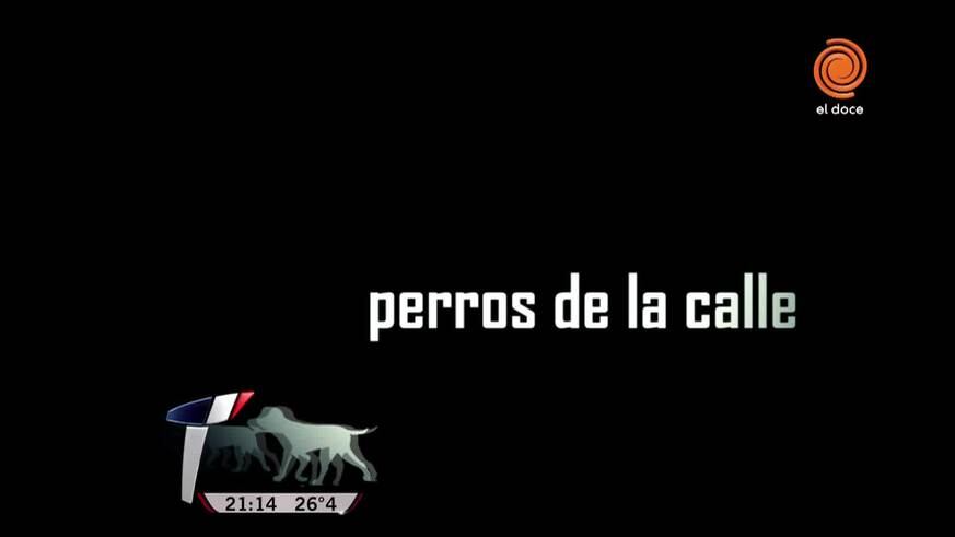 En Alta Gracia les pagan a los que adoptan perros callejeros