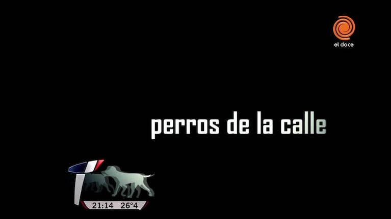 En Alta Gracia les pagan a los que adoptan perros callejeros