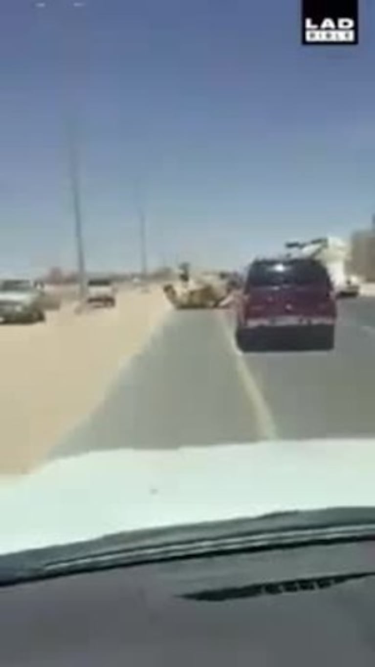 Una pareja de camellos se apareó en una autopista