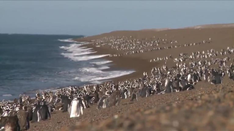 El pingüino engañado que luchó por su hembra