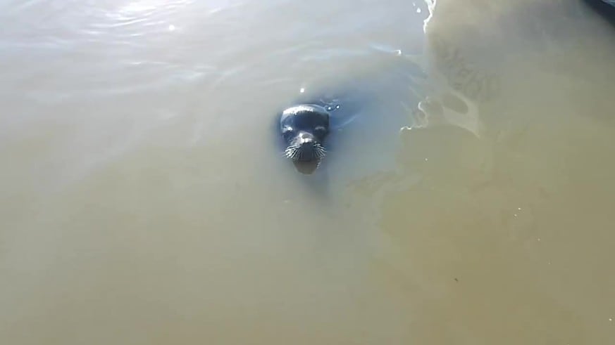 Una niña fue atacada por un lobo marino