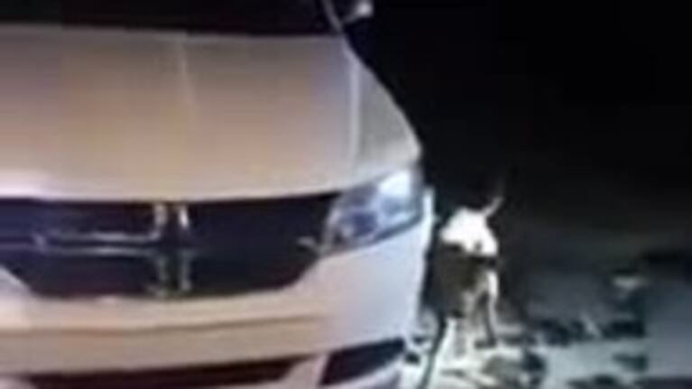 El perro que destruyó un auto