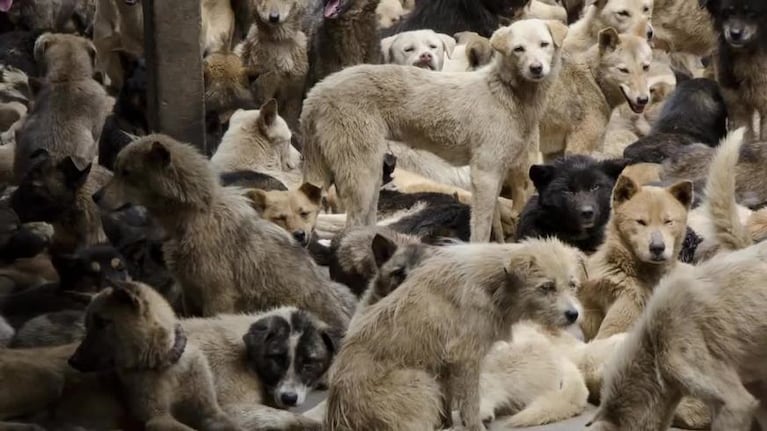 La matanza de perros en China