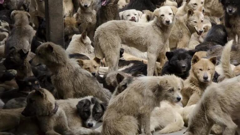 La matanza de perros en China