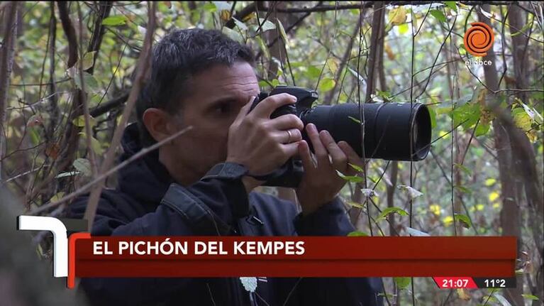 Sorpresa en el Kempes por la aparición del lechuzón orejudo