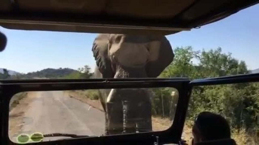 Un elefante furioso persiguió a Arnold Shwarzenegger