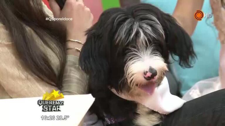 Día del Animal en el Paseo Sobremonte