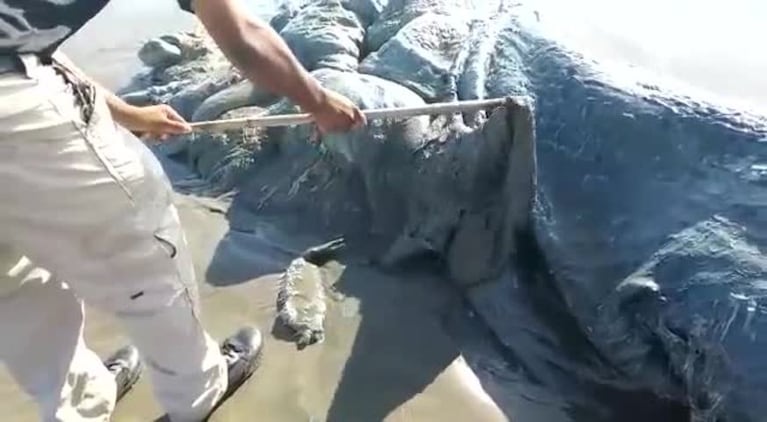 Encontraron un extraño monstruo marino