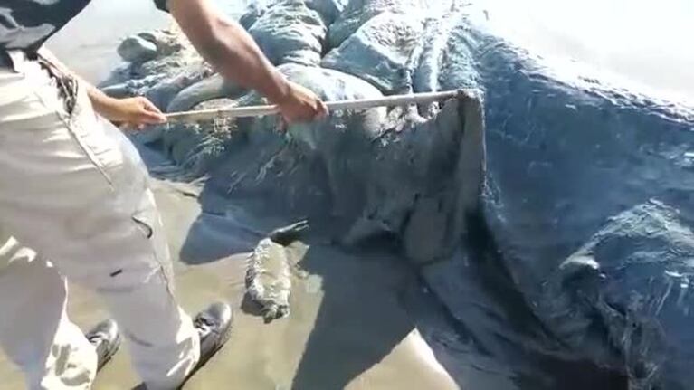 Encontraron un extraño monstruo marino